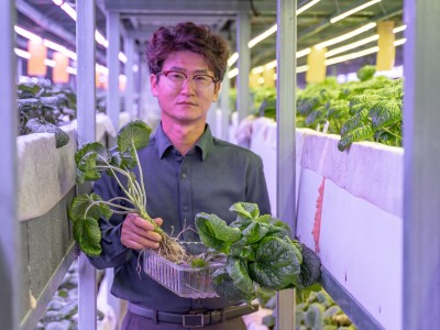 Healthy Wasabi Grown in Our Smart Farm