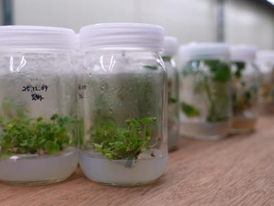 Wasabi Tissue Culture Seedlings