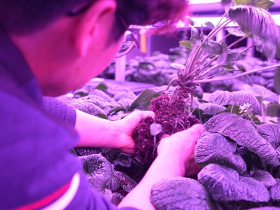 Checking Wasabi Growth in Our Smart Farm