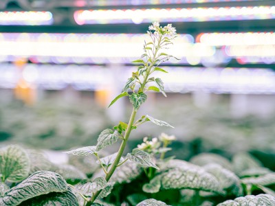Wasabi in Bloom